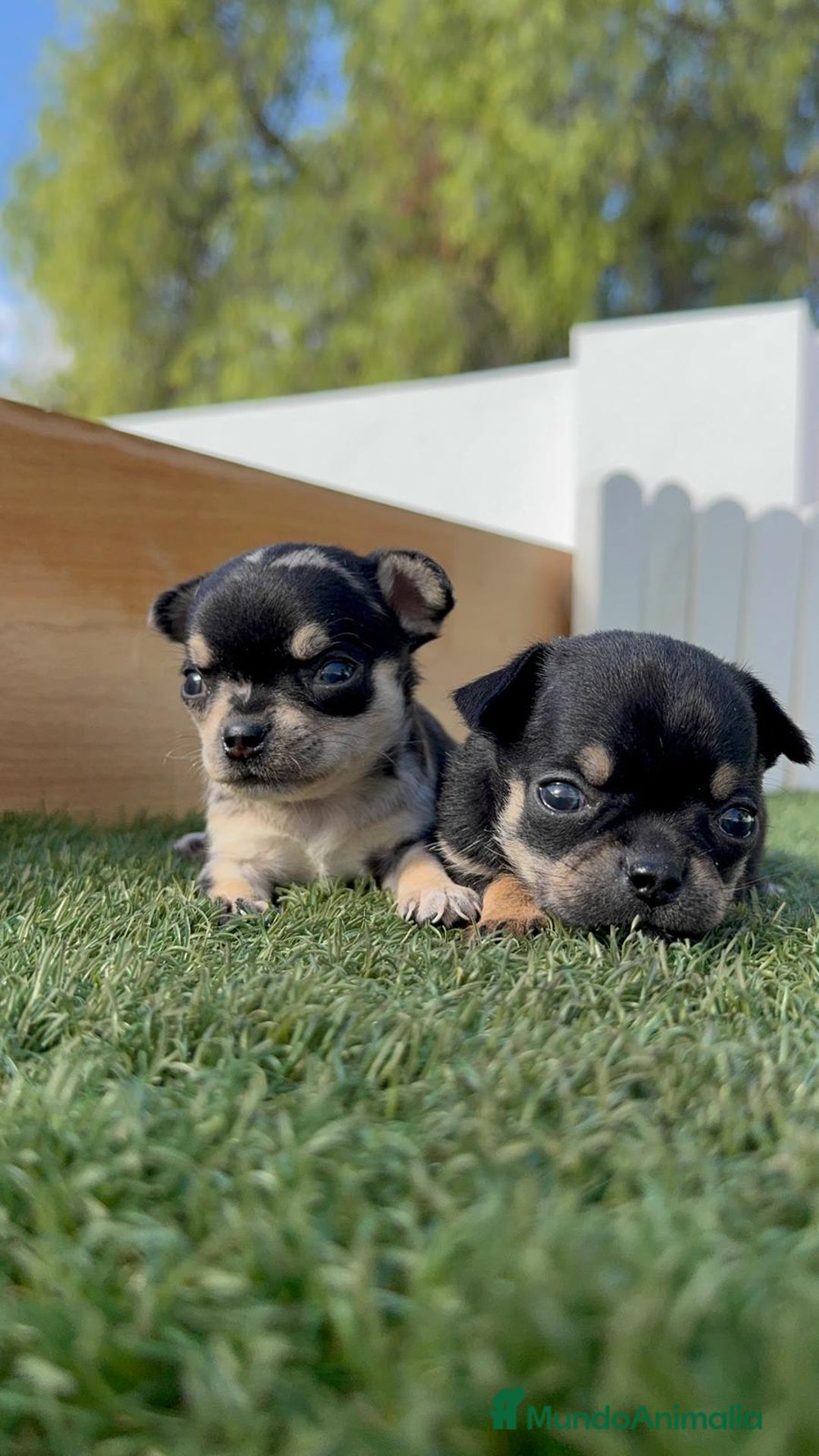 Chihuahua perros en venta: CHIHUAHUA-OJOS AZULES - Imagen 4