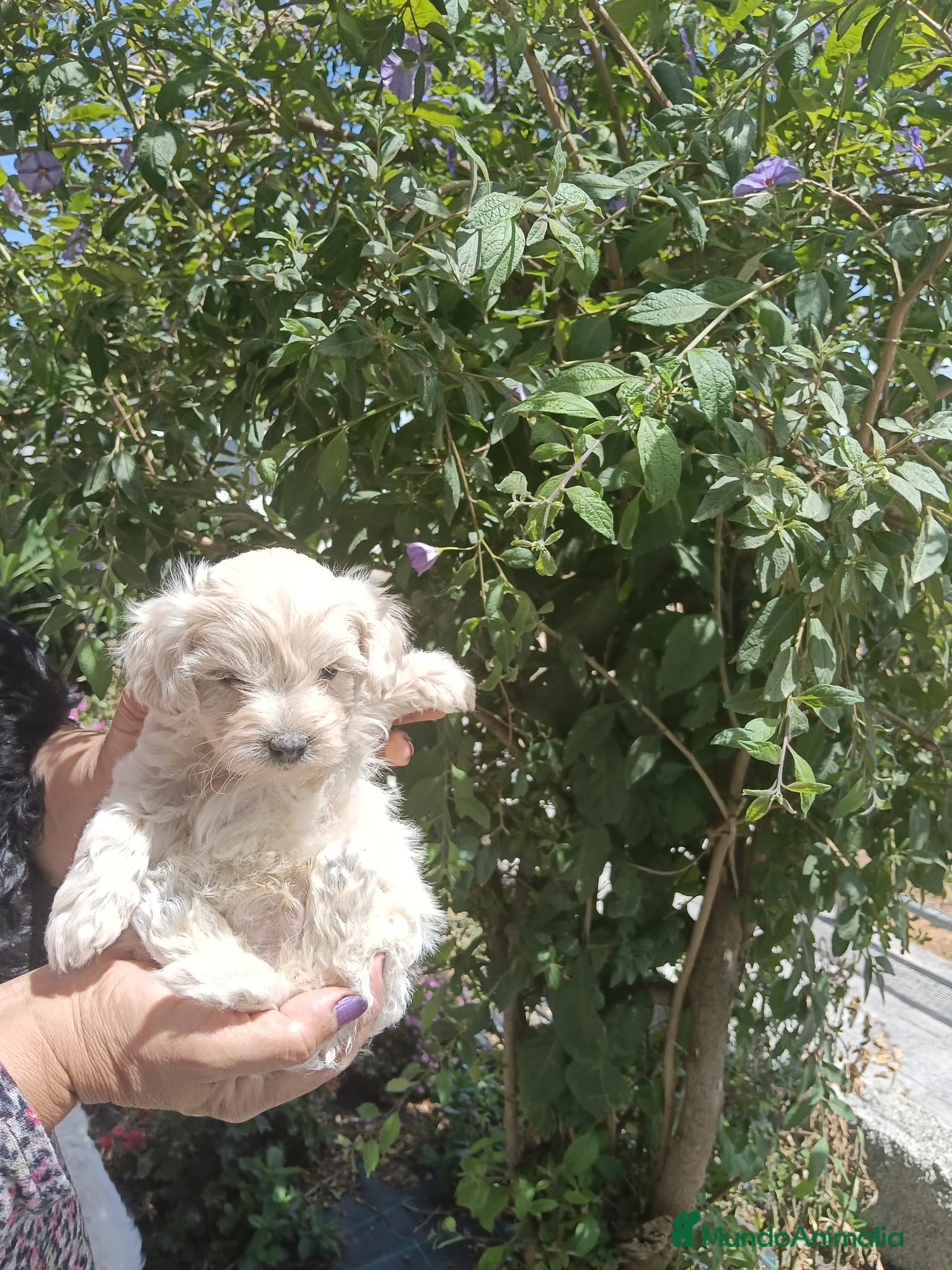 Maltipoo perros Machos y hembras de maltipoo nacionlu - Anuncio 2