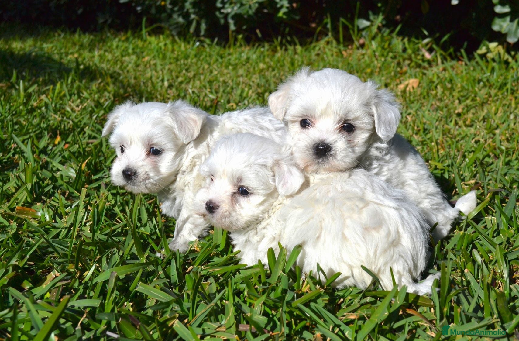 Bichón Maltés perros BICHON MALTES  - Anuncio 2