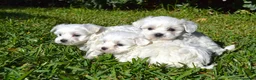 Bichón Maltés perros en venta: BICHON MALTES  - Anuncio 1