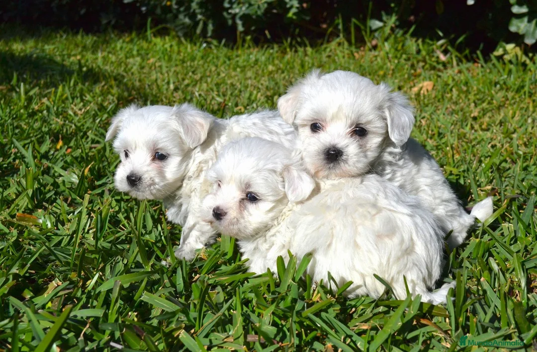 Bichón Maltés perros en venta: BICHON MALTES  - Anuncio 1