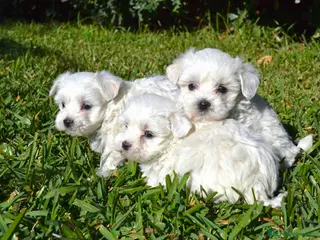 Bichón Maltés perros BICHON MALTES - Anuncio 2