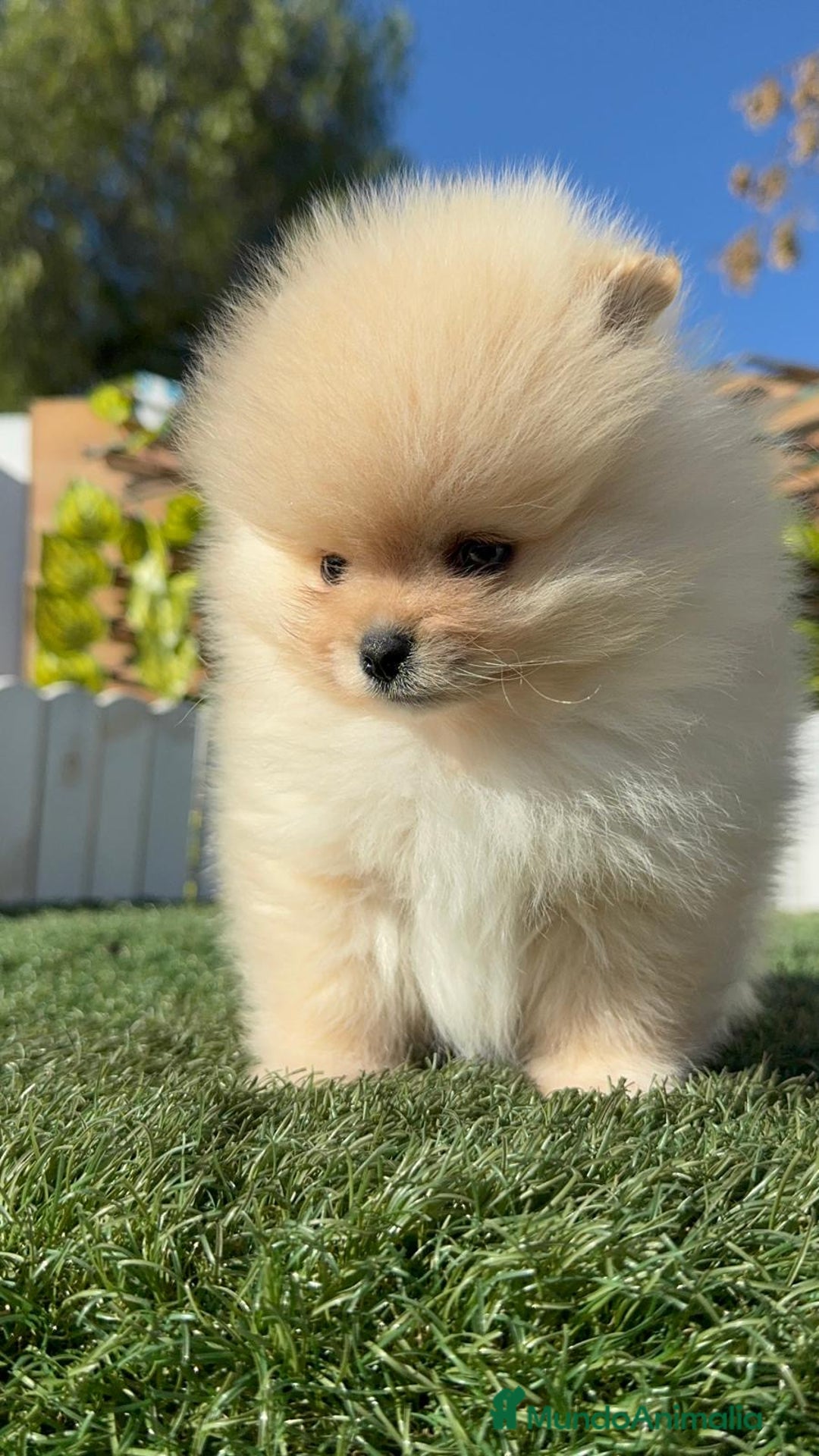 Pomerania perros en venta: POMERANIA CARA DE OSITO - Anuncio 6