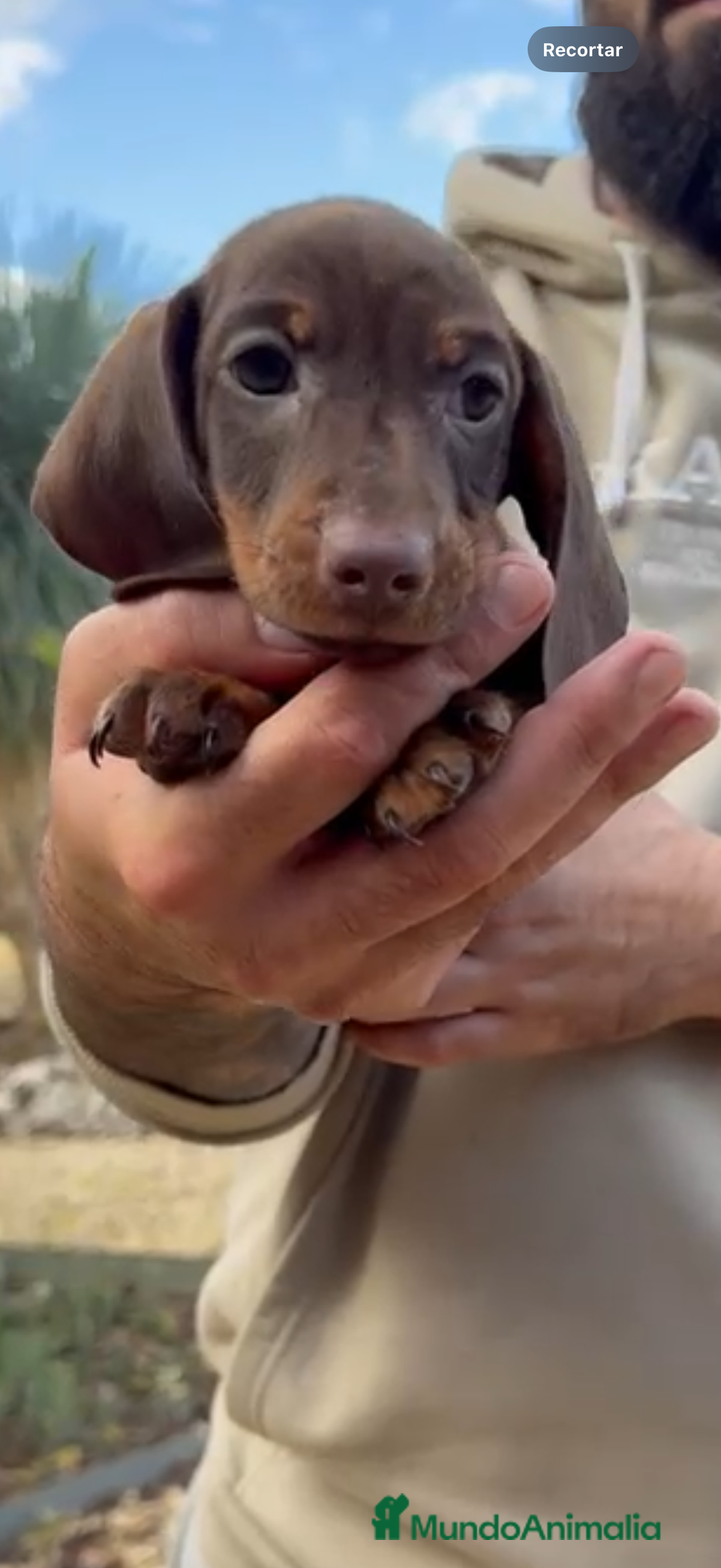 Teckel perros en venta: MACHO TECKEL KANINCHEN  - Anuncio 4