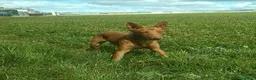 Podenco Andaluz perros en venta: Podenco andaluz - Anuncio 4