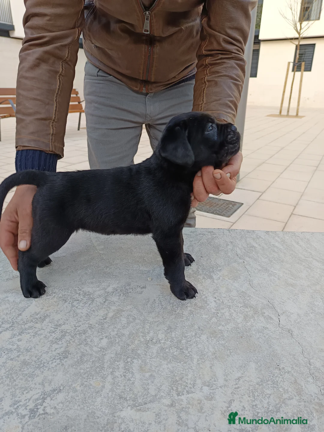 Imagen de galería {{count}}