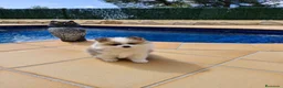 Pomerania perros en venta: Lulú de Pomerania - Anuncio 8