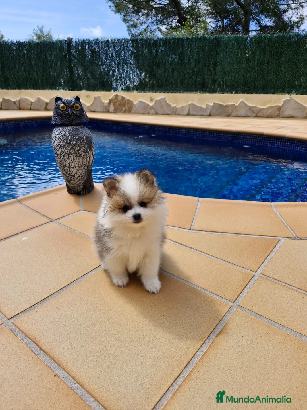 Pomerania perros en venta: Lulú de Pomerania - Anuncio 8