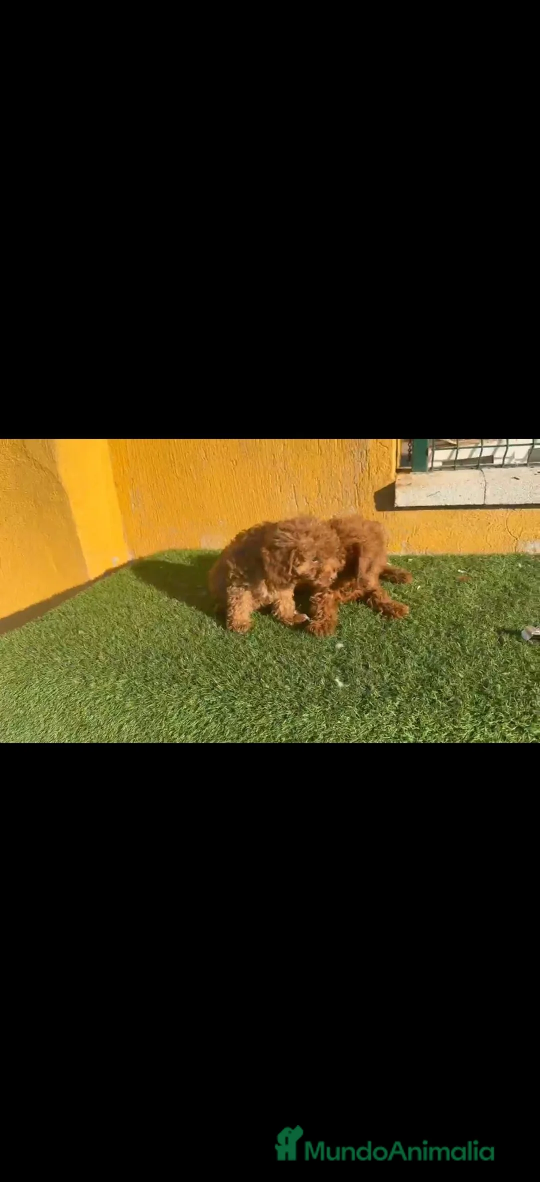 Caniche Toy perros en venta: Caniche Toy  - Anuncio 2