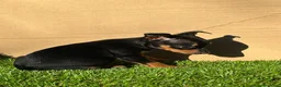 Pinscher Miniatura perros en venta: Pinscher miniatura ! Machos y hembras  en Cáceres - Anuncio 5