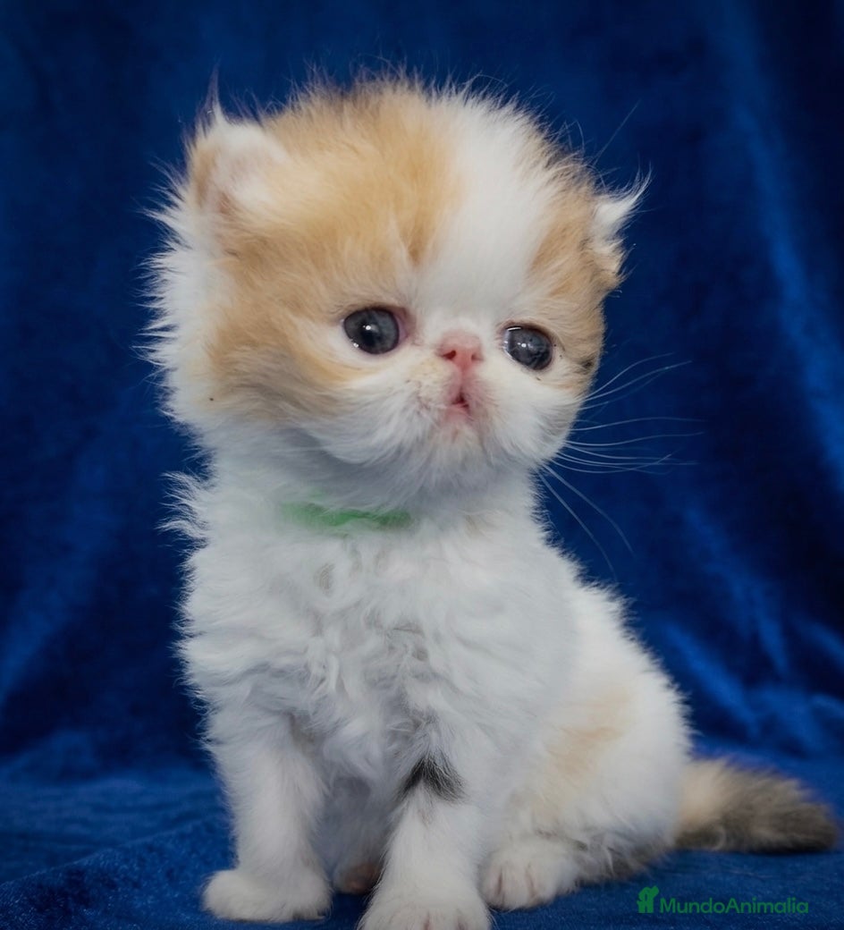 Exótico de Pelo Corto gatos ✨ Dulces cachorritos Persas y Exóticos Cálico ✨ - Anuncio 11