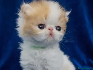 Exótico de Pelo Corto gatos ✨ Dulces cachorritos Persas y Exóticos Cálico ✨ - Anuncio 11