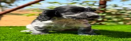 Cocker Spaniel Inglés perros en venta: ÚLTIMO MACHO RUANO COCKER SPANIEL INGLES - Anuncio 3