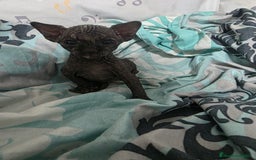 Sphynx gatos en venta: Sphynx calidad y selección  - Imagen 4