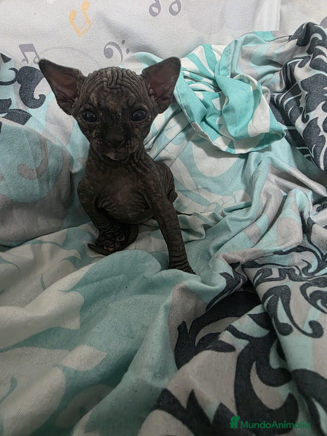 Sphynx gatos en venta: Sphynx calidad y selección  - Imagen 4