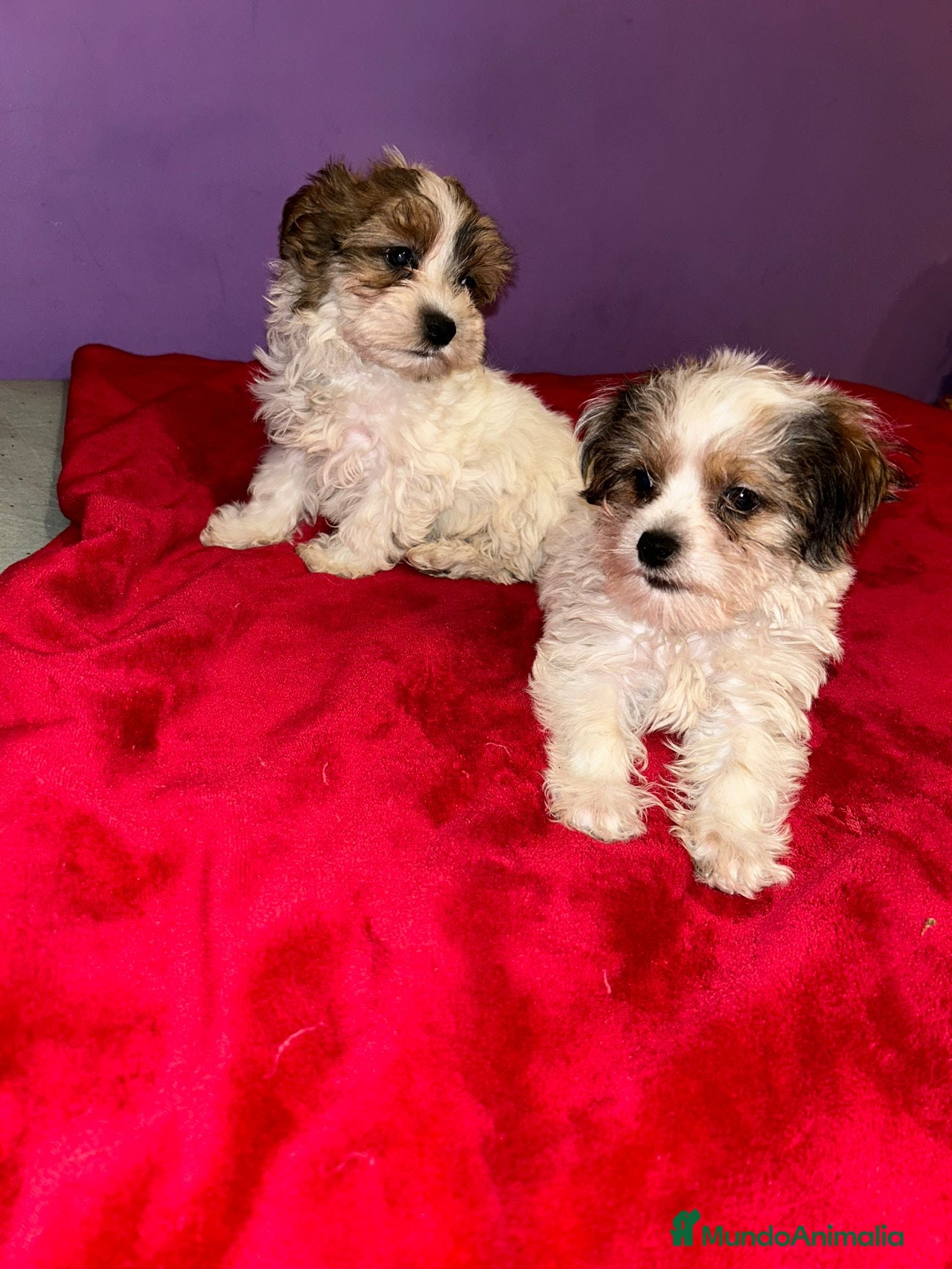 Morkie perros Morkie toy - Anuncio 2