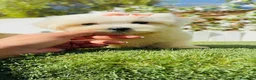 Bichón Maltés perros en venta: BICHON MALTES - HEMBRA - Anuncio 21