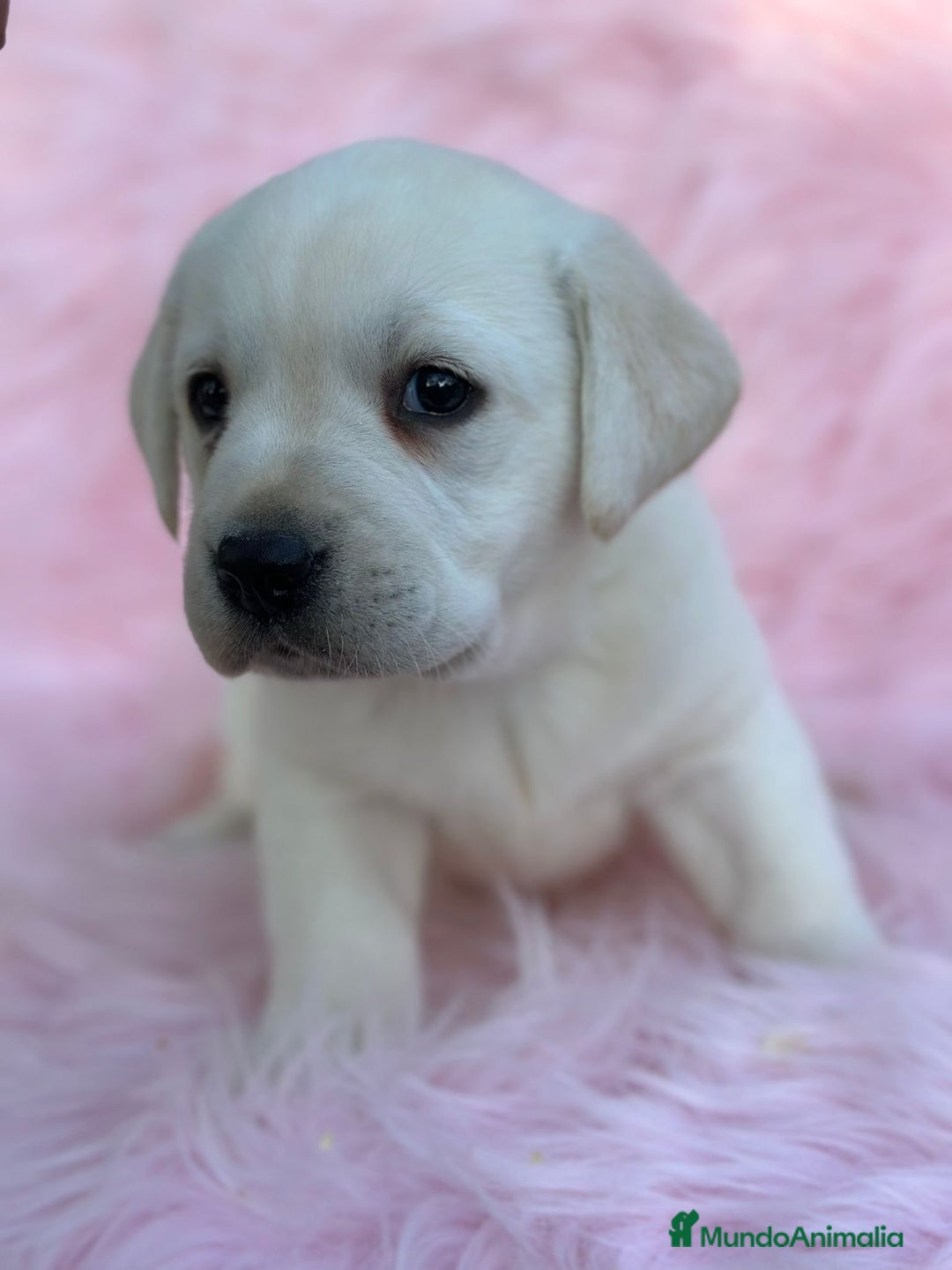 Labrador Retriever perros en venta: LABRADOR RETRIEVER PEDIGREE - Anuncio 5