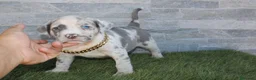 American Pit Bull Terrier perros en venta: American Pit bull - Anuncio 11