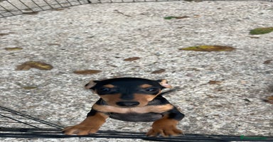 Pinscher Miniatura perros - Anuncio 4