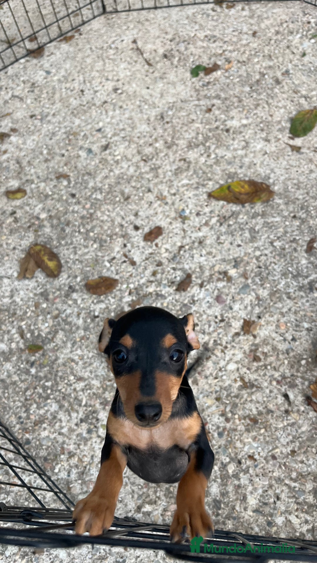 Pinscher Miniatura perros en venta: Cachorros mini Pinscher  - Imagen 3