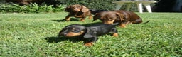 Teckel perros en venta: LA MEJOR SELECCIÓN DE DACHSHUND DE ESPAÑA !!!! en Badajoz - Anuncio 4