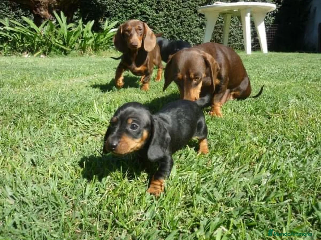 Teckel perros en venta: LA MEJOR SELECCIÓN DE DACHSHUND DE ESPAÑA !!!! en Badajoz - Anuncio 4