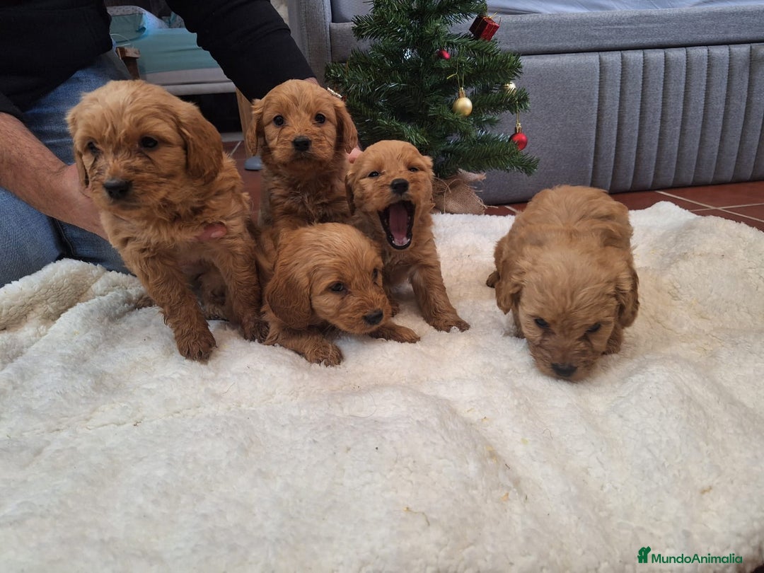 Goldendoodle perros en venta: Goldendoodle medianos  - Anuncio 6