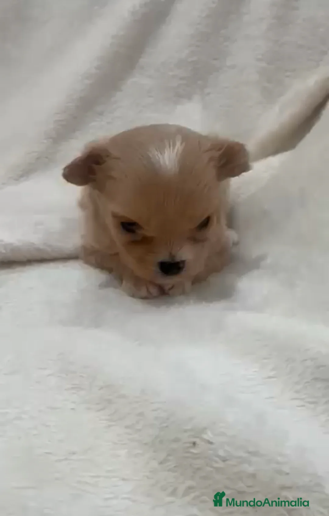 Maltipoo perros en venta: Maltipoo macho y hembra toy y minitoy  - Anuncio 2