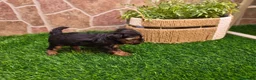 Yorkshire Terrier perros en venta: Yorkshire terrier - Anuncio 21