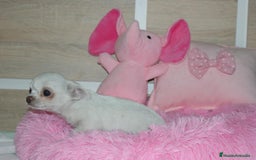 Chihuahua perros en venta: CHIHUAHUAS  - Imagen 5