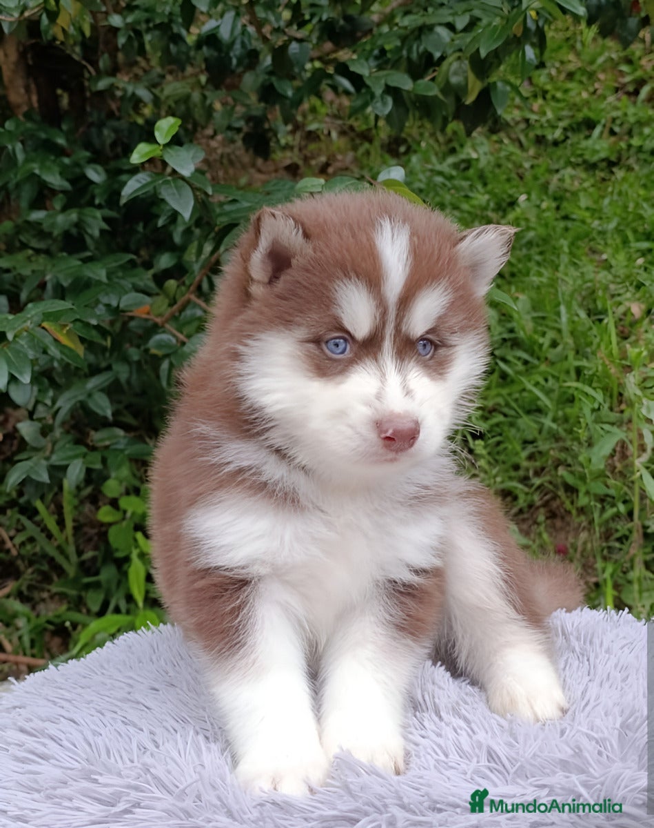 Husky Siberiano perros HUSKYS SIBERIANOS...  - Anuncio 1