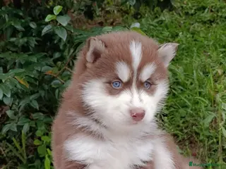 Husky Siberiano perros HUSKYS SIBERIANOS... - Anuncio 1