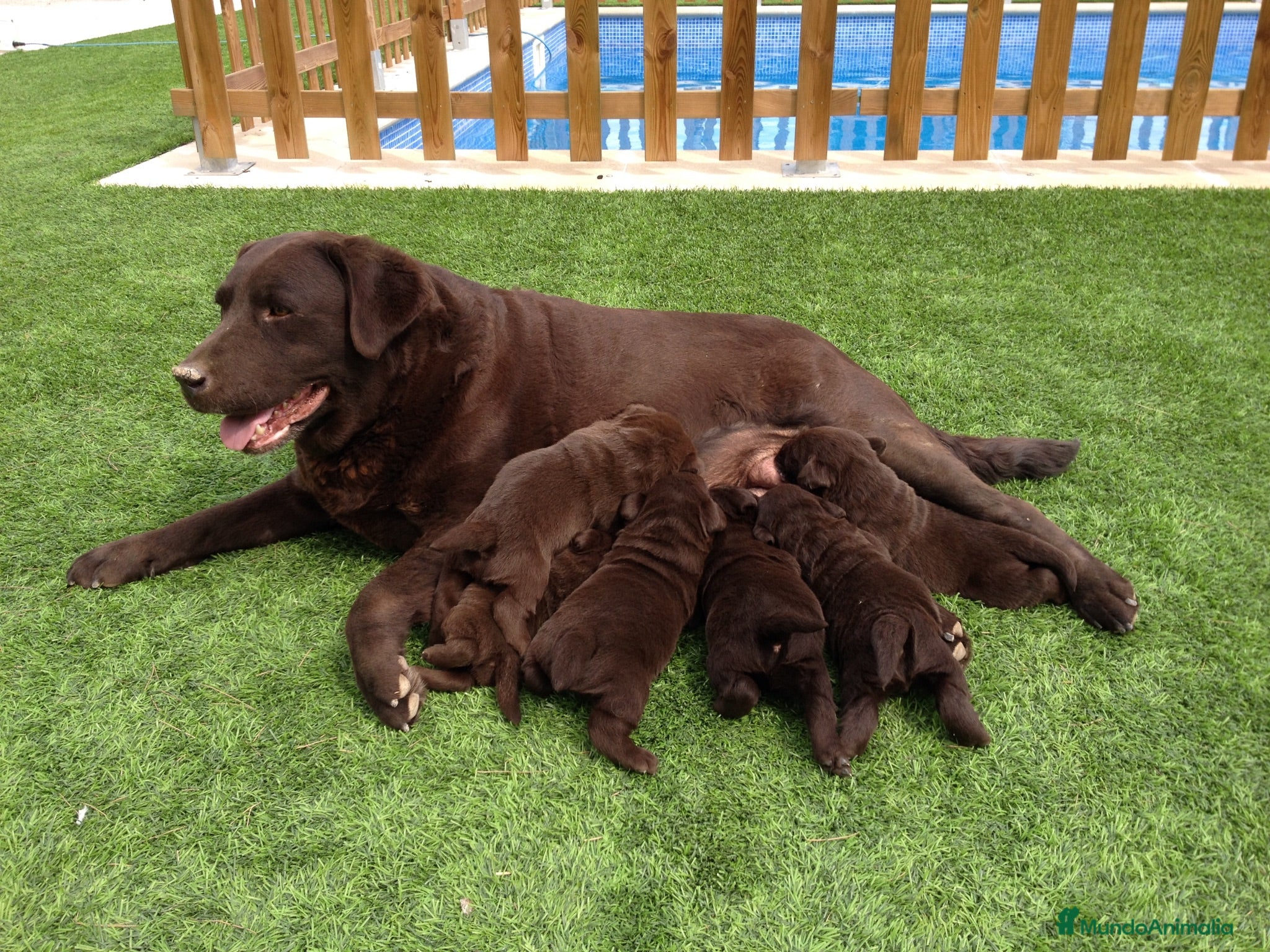 Labrador Retriever perros Cachorros labrador chocolate con pedigree  - Anuncio 1