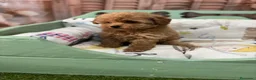 Caniche Toy perros en venta: Caniche Toy hembra fotos actuales !!! - Anuncio 2