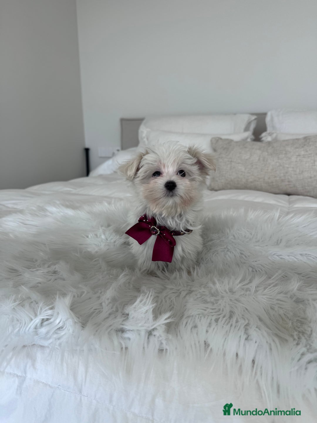 Bichón Maltés perros en venta: Bichon maltes macho - Anuncio 3