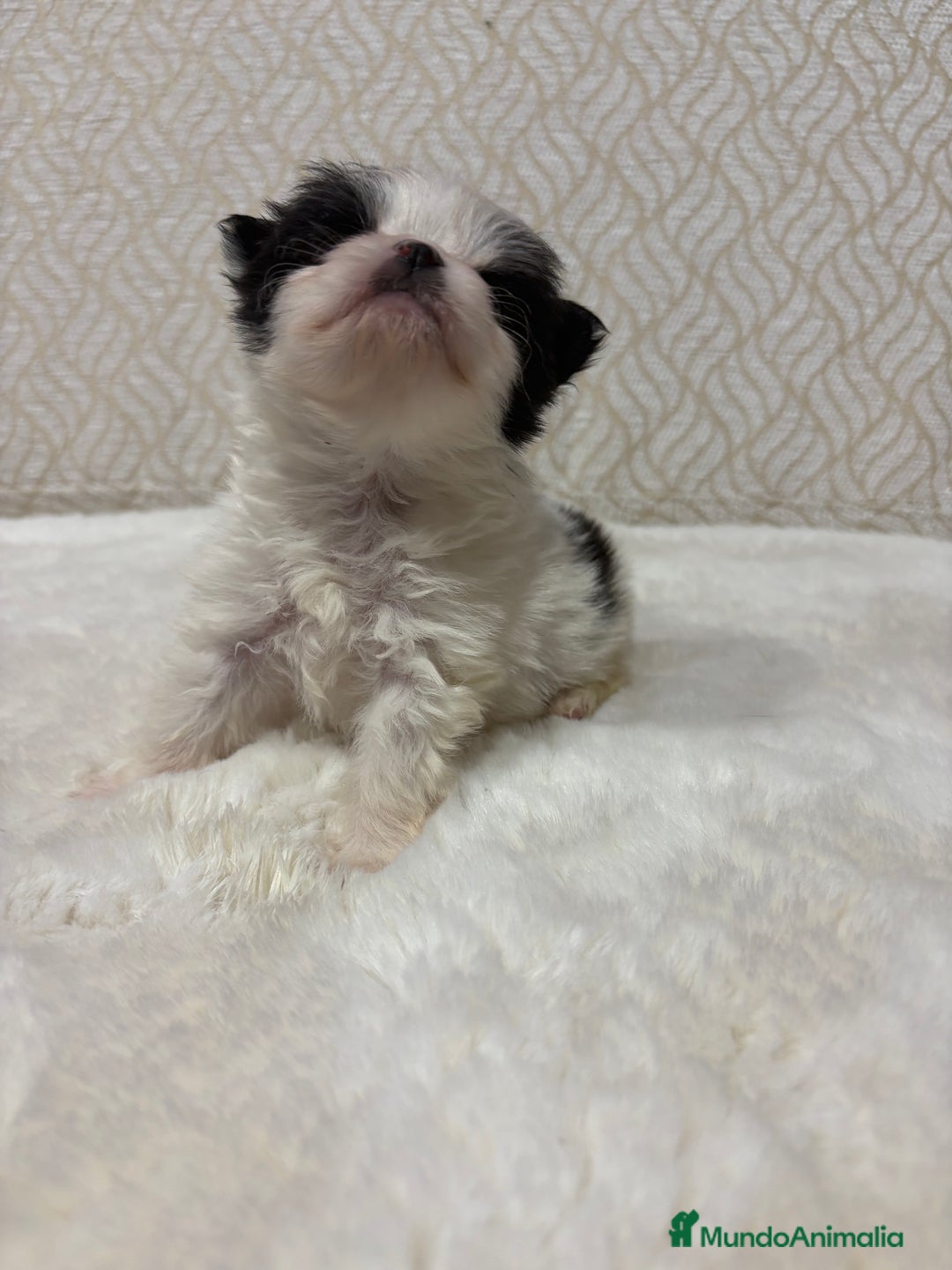 Pomerania perros en venta: Lulu Pomerania macho mini Toy color party - Anuncio 18