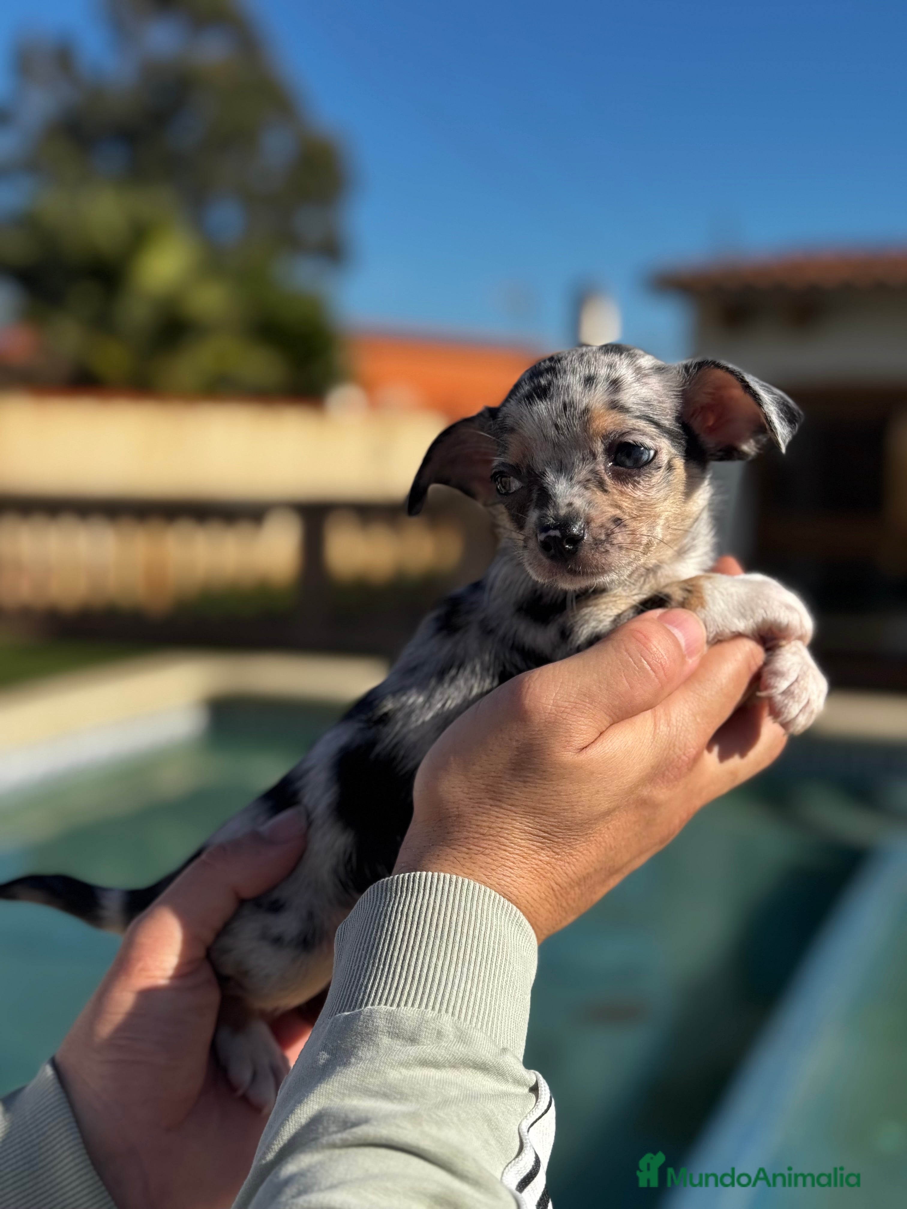 Chihuahua perros Chihuahuas  en Illes Balears - Anuncio 2