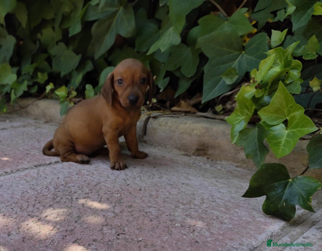Teckel perros en venta: TECKEL CALIDAD Y SELECCIÓN  - Imagen 7