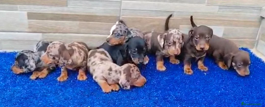 Teckel Miniatura perros en venta: Teckel miniaturas  - Anuncio 7