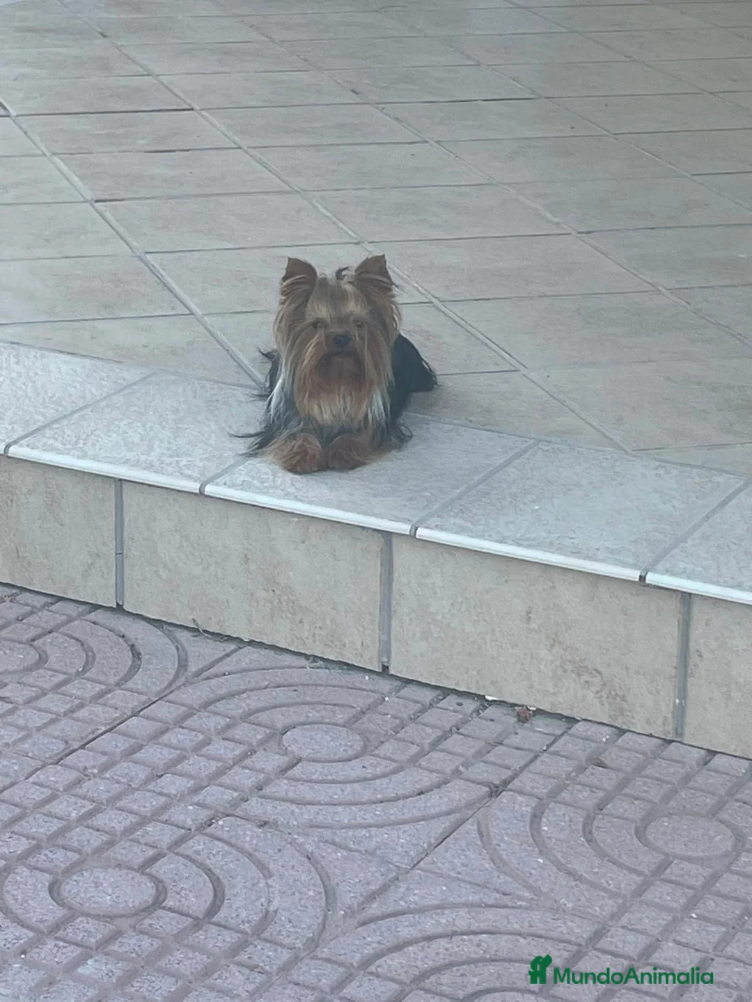 Yorkshire Terrier perros en venta: Cachorro yorkshire  - Anuncio 6