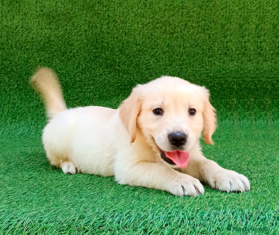 Golden Retriever perros en venta: Golden cachorro - Anuncio 9