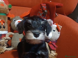 Schnauzer Miniatura perros Schnauzer mini negro-plata - Anuncio 5