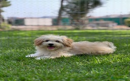 Maltipoo perros en venta: Maltipoo hembra  - Imagen 1