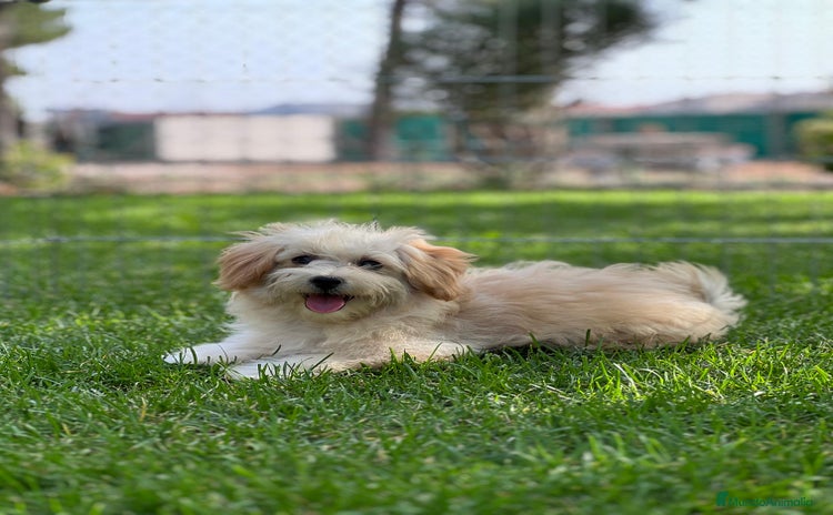 Maltipoo perros - Propaganda 1