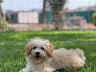 Maltipoo perros - Anuncio 14