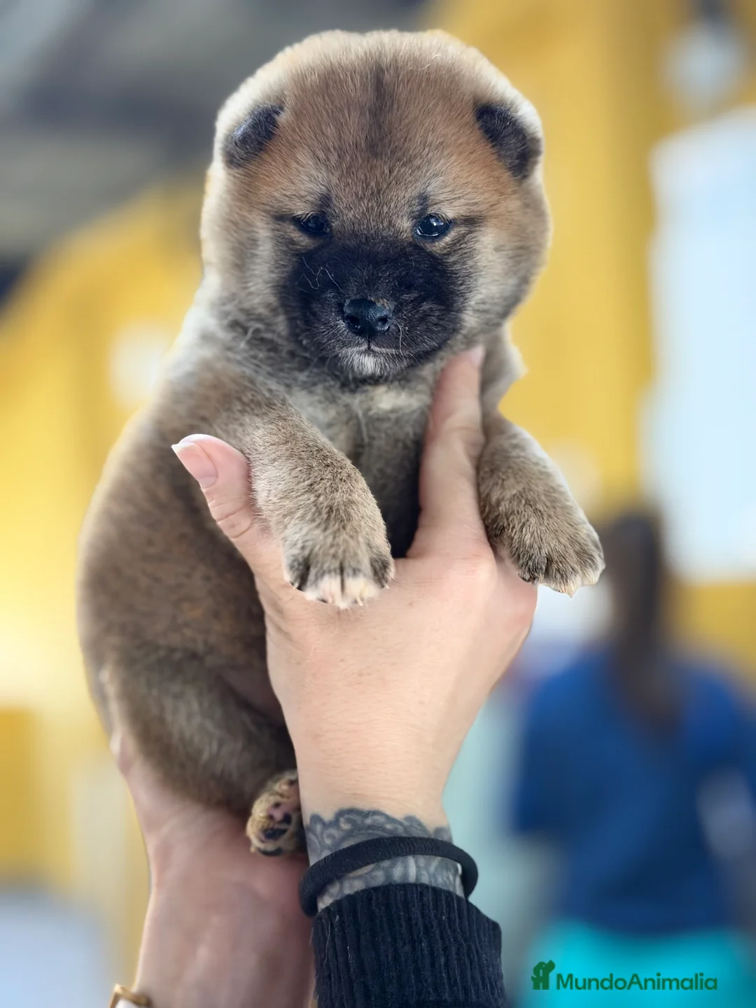 Shiba Inu perros en venta: Shiba Inu macho  - Anuncio 1
