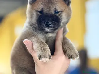 Shiba Inu perros Shiba Inu macho - Anuncio 6