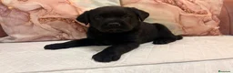 Labrador Retriever perros en venta: Labrador retriever  - Anuncio 1