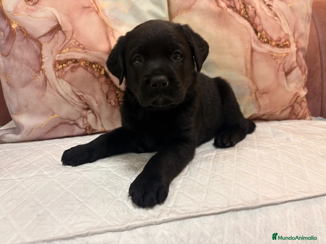 Labrador Retriever perros en venta: Labrador retriever  - Anuncio 1